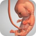 怀孕宝宝模拟器游戏中文版 v1.11.2